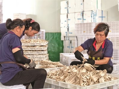 寧德古田菌菇飄香采摘忙，食用農(nóng)產(chǎn)品點(diǎn)亮山鄉(xiāng)致富路